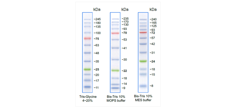 GangNam STAIN Prestained Protein Ladder